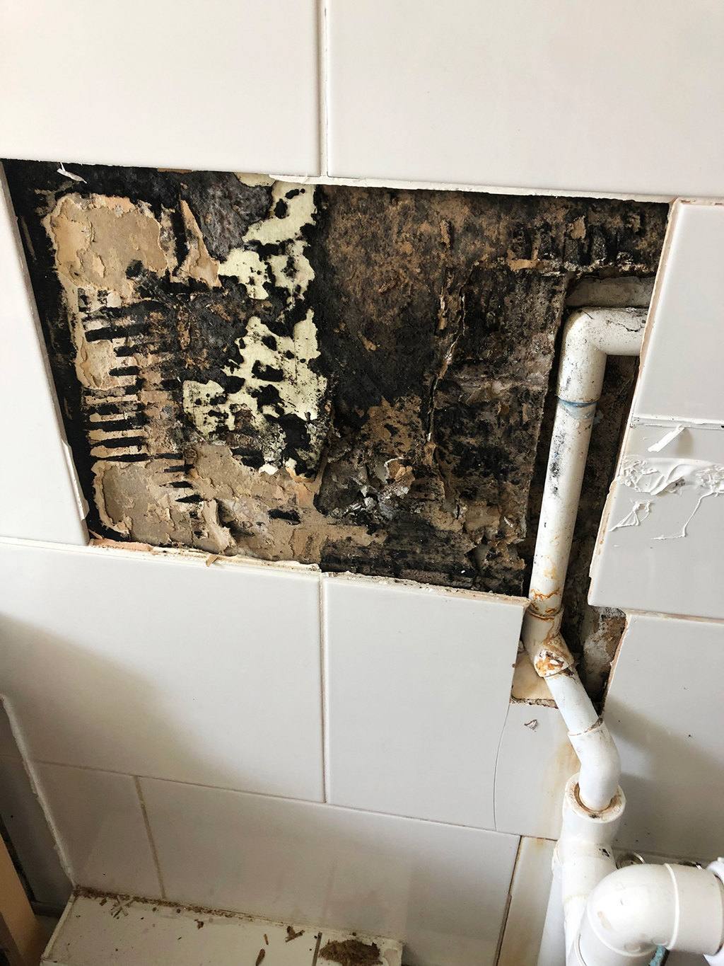 Mold Is a Plumbing Issue? It Can Be if You Make These Mistakes