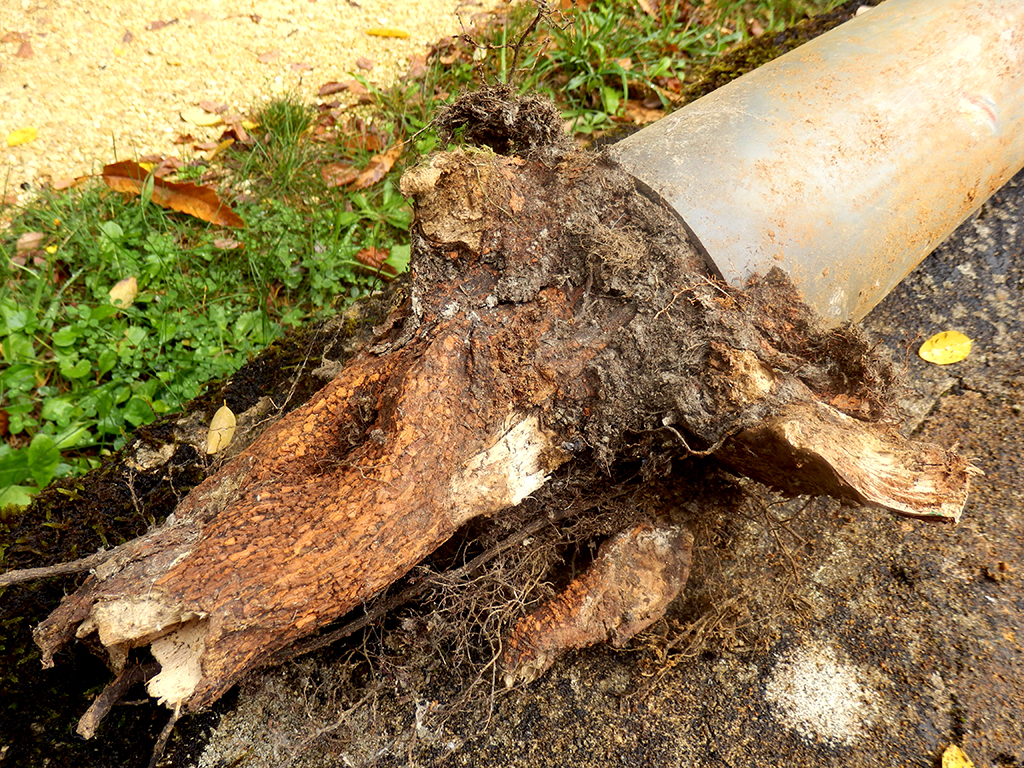 Could Roots Be Taking Over Your Pipes? Here’s What to Look for