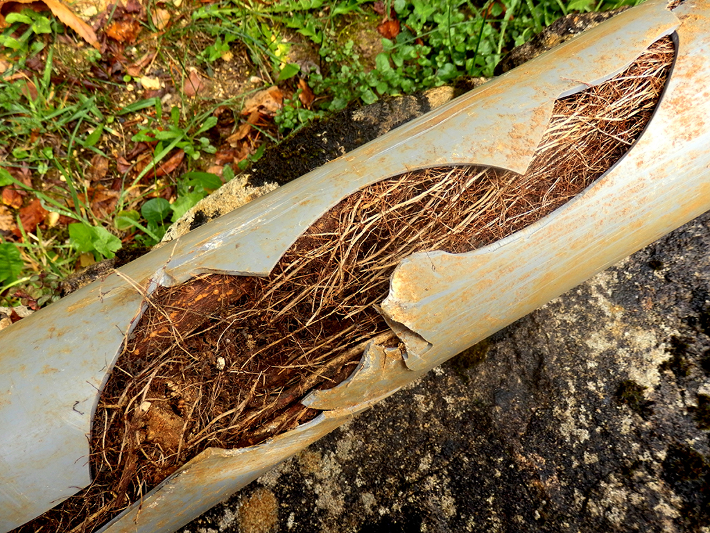 How Roots Affect My Underground Pipes and What to Do About Them